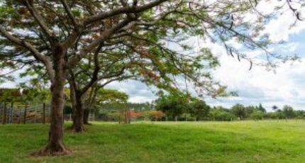 Terrains dans les Landes : à quel prix acheter ?