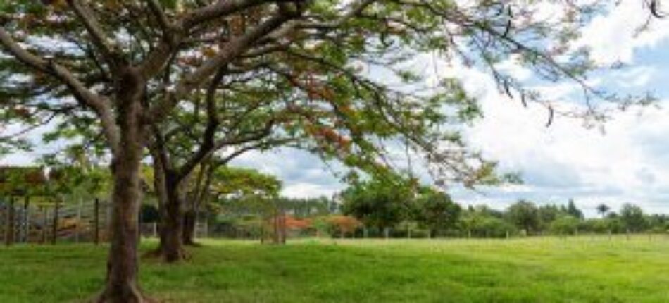 Terrains dans les Landes : à quel prix acheter ? 