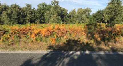 Le Temple Maison neuve - 2431429-3127annonce12025102456TdL.jpeg Batisoft